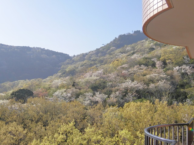 桜が見えます! 桜が見えます!